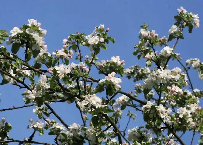Am Obstgarten Appartement
